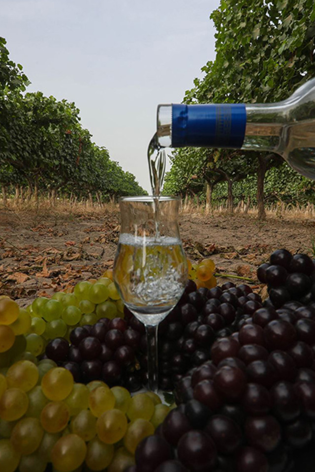 Pisco Wineyards & Nazca Lines